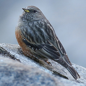 Alpine Accentor